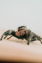 Vertical shot of a regal jumping spider Royalty Free Stock Photo