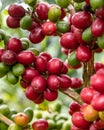 Vertical shot of ripe blooming coffee on the branches at daytime