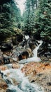 Vertical shot of a river surrounded by trees on the beautiful Vancouver Island, Canada