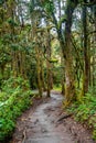 Vertical shot of a road through coniferous forest Royalty Free Stock Photo