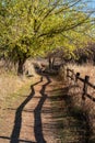 Vertical shot of a road stretches along a tall wooden fence with a line of tall trees on either side Royalty Free Stock Photo