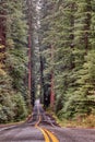 Vertical shot of a road surrounded by tall trees in the Avenue of the Giants in California