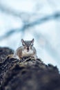 Vertical shot of a rock squirrel sitting on the trunk and looking at the camera Royalty Free Stock Photo