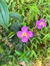 Vertical shot of rockroses (Dissotis rotundifolia) in a garden