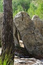 Vertical shot of rocky stones near a tree