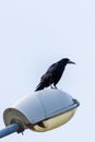 Vertical shot of a rook (Corvus frugilegus) perched on a street lamp on a blue sky background Royalty Free Stock Photo