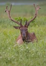 Vertical shot of a Roosevelt elk (Cervus canadensis roosevelti) resting in a green meadow Royalty Free Stock Photo