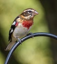 Vertical shot of a Rose-Breasted Grosbeak, Clarksville, Tennessee