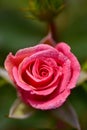 Vertical shot of a rose flower covered in water droplets in a garden in daylight Royalty Free Stock Photo