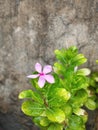 Vertical shot of the rose periwinkle on the background of the wall