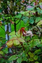 Vertical shot of rose plant leaves with water droplets on it Royalty Free Stock Photo