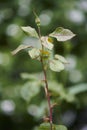 Vertical shot of a rose stem with raindrops on its leaves Royalty Free Stock Photo