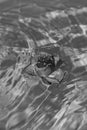 Vertical shot of a rose on the water surface with droplets on its petals Royalty Free Stock Photo