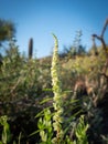 Vertical shot of Roughfruit amaranth plant Royalty Free Stock Photo