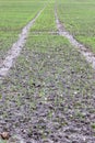 Vertical shot of rows of fresh green sprouts on the farm field