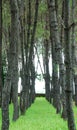 Vertical shot of rows of trees on the green lawn. Vietnam.