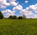 Vertical shot of a rural scene with livestock pasturing on a field Royalty Free Stock Photo