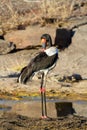 Vertical shot of a saddle-billed stork perched in a swamp