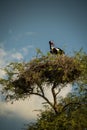 Vertical shot of a saddle-billed stork sitting in a nest