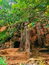 Vertical shot of sand caves with green trees and roots in the background Royalty Free Stock Photo