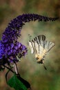 Vertical shot of a scarce swallowtail butterfly on a purple bugleweed flower.