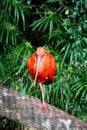 Vertical shot of a Scarlet Ibis in the Parque das Aves in Brazil Royalty Free Stock Photo