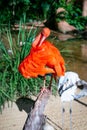 Vertical shot of a Scarlet Ibis in the Parque das Aves in Brazil Royalty Free Stock Photo