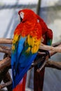 Vertical shot of a Scarlet macaw parrot perched on a tree branch Royalty Free Stock Photo