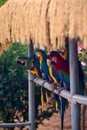 Vertical shot of Scarlet Macaw parrots perched next to each other Royalty Free Stock Photo