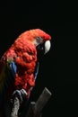 Vertical shot of a scarlet macaw under the sunlight on a dark background Royalty Free Stock Photo
