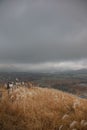 Vertical shot of a scenic landscape with wheat fields on a gloomy rainy day Royalty Free Stock Photo