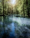 Vertical shot of a scenic nature with a lake with fishes surrounded by green trees