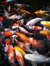 Vertical shot of a school of koi fish in a lake under the sunlight Royalty Free Stock Photo