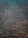 Vertical shot of a school of silver fish in the sea Royalty Free Stock Photo