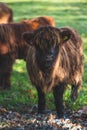 Vertical shot of Scottish Highland Cow Calf in the field Royalty Free Stock Photo