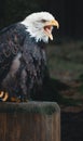 Vertical shot of a screeching Bald eagle perched on a wood Royalty Free Stock Photo