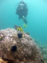 Vertical shot of a scuba diver wearing diving suit, fins and equipment swimming near coral reefs Royalty Free Stock Photo