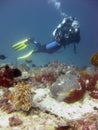 Vertical shot of a scuba diver wearing diving suit, fins and equipment swimming near coral reefs Royalty Free Stock Photo