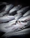 Vertical shot of the sea bass for sale at a Venice, Italy fish market Royalty Free Stock Photo