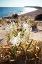 Vertical shot of sea daffodils on the shore of Elafonissi beach in Greece Royalty Free Stock Photo