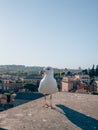 Vertical shot of a seagull above the roofs of Rome, Italy Royalty Free Stock Photo