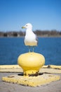 Vertical shot of a seagull perched on a pier bollard during daylight