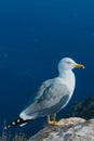 Vertical shot of a seagull perched on a rock surrounded by the sea in Calp, Spain Royalty Free Stock Photo