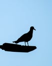 Vertical shot of a seagull silhouette on a lamp post on light blue background Royalty Free Stock Photo