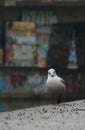 Vertical shot of a seagull at "Donaukanal" in Vienna Royalty Free Stock Photo