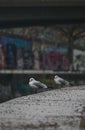 Vertical shot of Seagulls at "Donaukanal" in Vienna Royalty Free Stock Photo