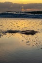 Vertical shot of seaweed on a sandy beach at sunset. Royalty Free Stock Photo