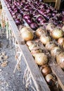 Vertical shot of seed onions being grown in the potting shed at Rousham House, Oxfordshire
