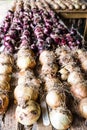 Vertical shot of seed onions being grown in the potting shed at Rousham House, Oxfordshire