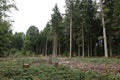 Vertical shot of semi deforested coniferous forest with giant trees Royalty Free Stock Photo